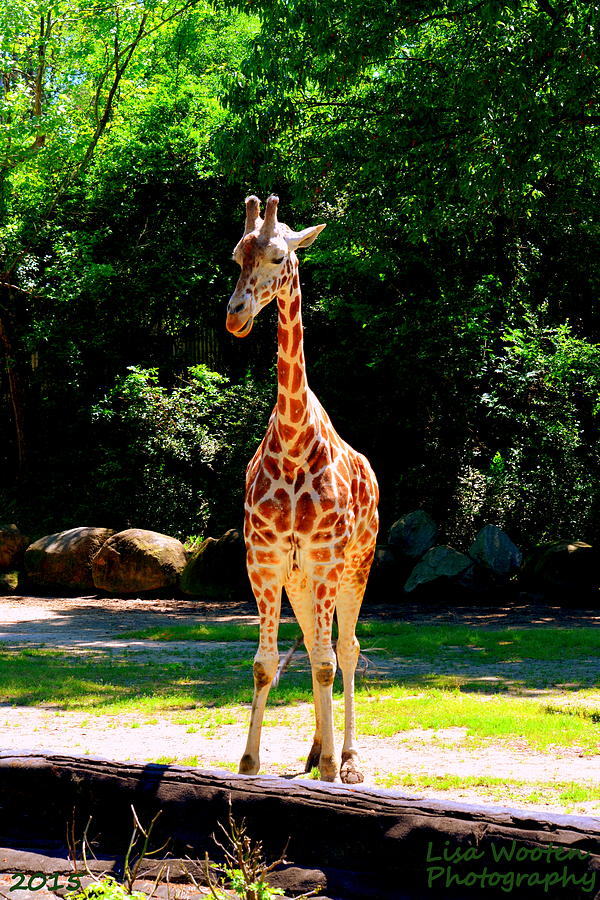 Giraffe Photograph by Lisa Wooten