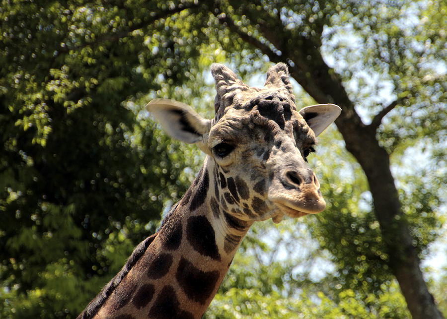 Giraffe Looking at Camera Photograph by Valerie Collins