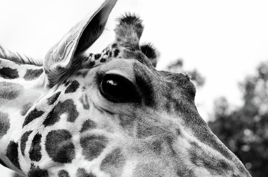 Giraffe Looking Photograph by Tammy Ray
