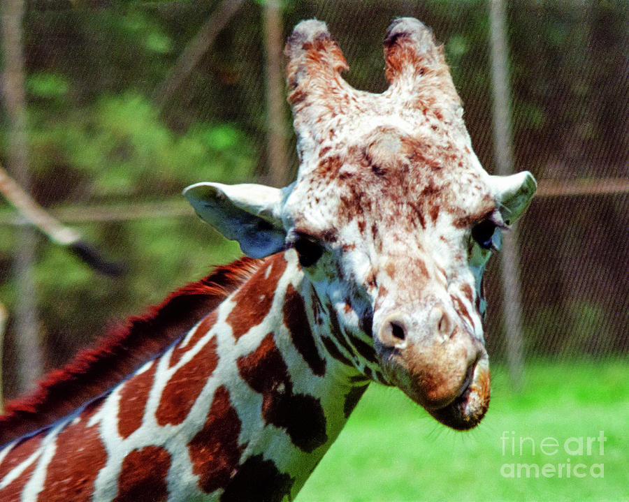 Giraffe Looking Photograph by Tom Brickhouse