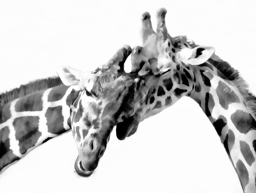Giraffe Love BW Photograph by Athena Mckinzie