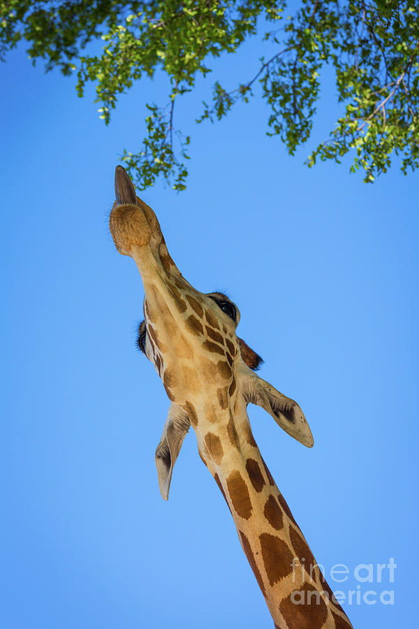 Giraffe Lunch Photograph by Inge Johnsson