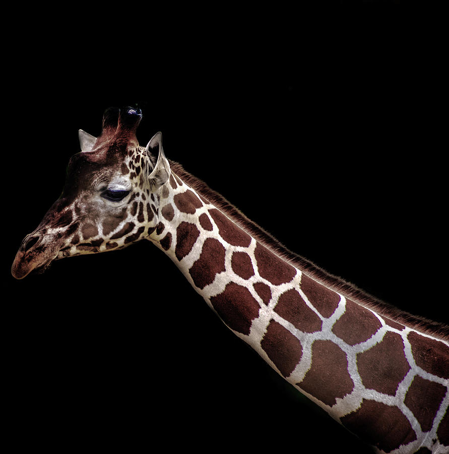 Giraffe Photograph - Giraffe by Martin Newman