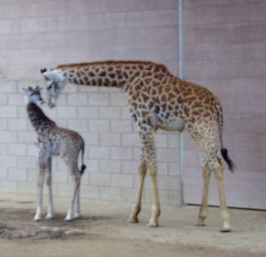 Giraffe Mother Baby SD Zoo 1015 3 Photograph by Phyllis Spoor