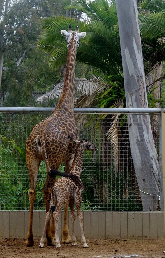 Giraffe Mothers Love SD Zoo 2015 Photograph by Phyllis Spoor