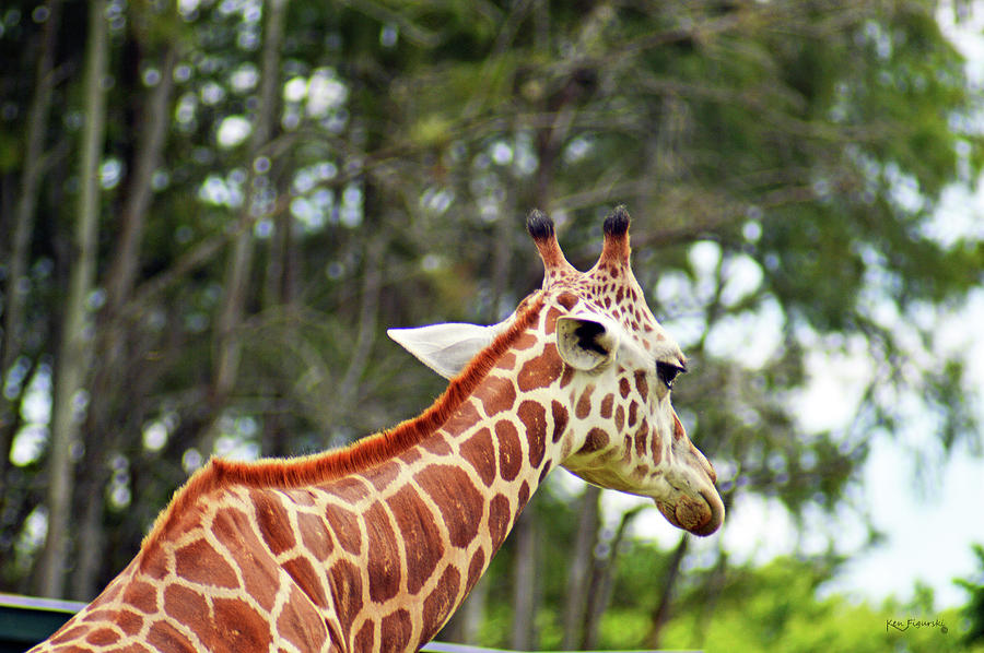 Giraffe Neck Photograph by Ken Figurski