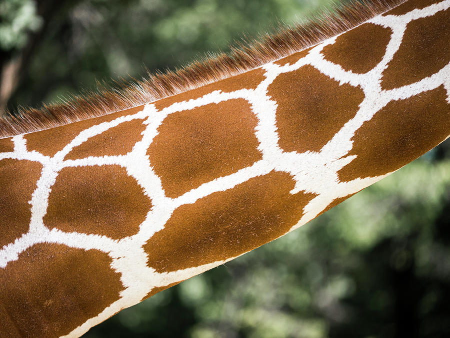 Giraffe Neck Photograph by Steven Ralser