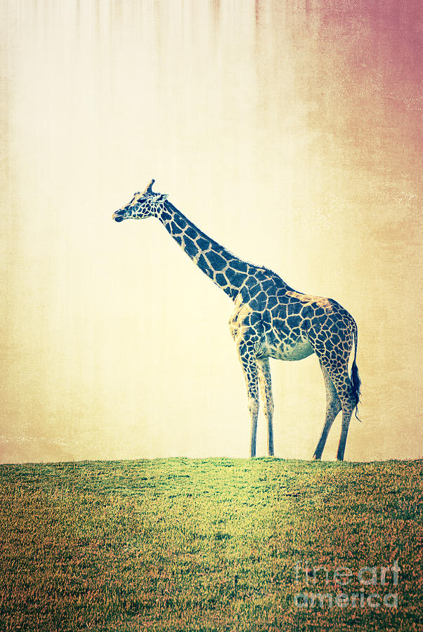 Giraffe on a hill Photograph by Jim And Emily Bush