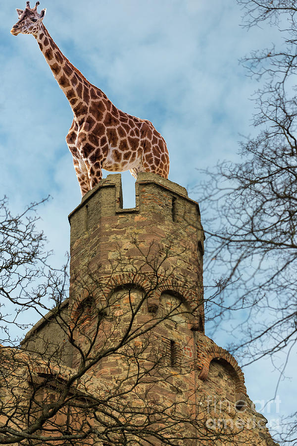 Giraffe on Fort Photograph by Les Palenik