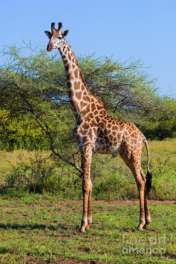 Wildlife Photograph - Giraffe on savanna. Safari in Serengeti by Michal Bednarek
