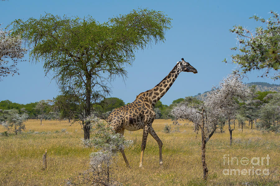 Giraffe On The Move Photograph