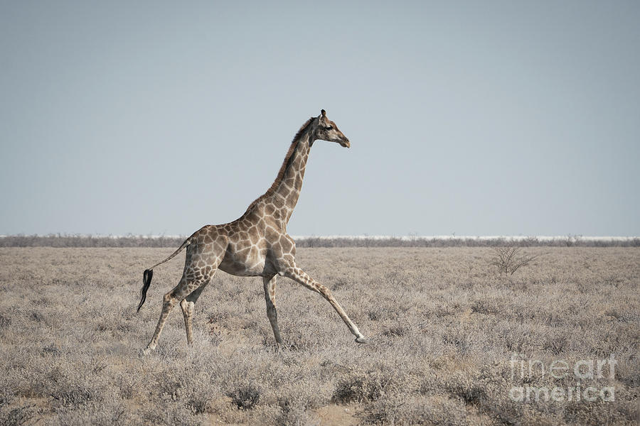 Giraffe on the Run Photograph by Brenda Tharp - Fine Art America