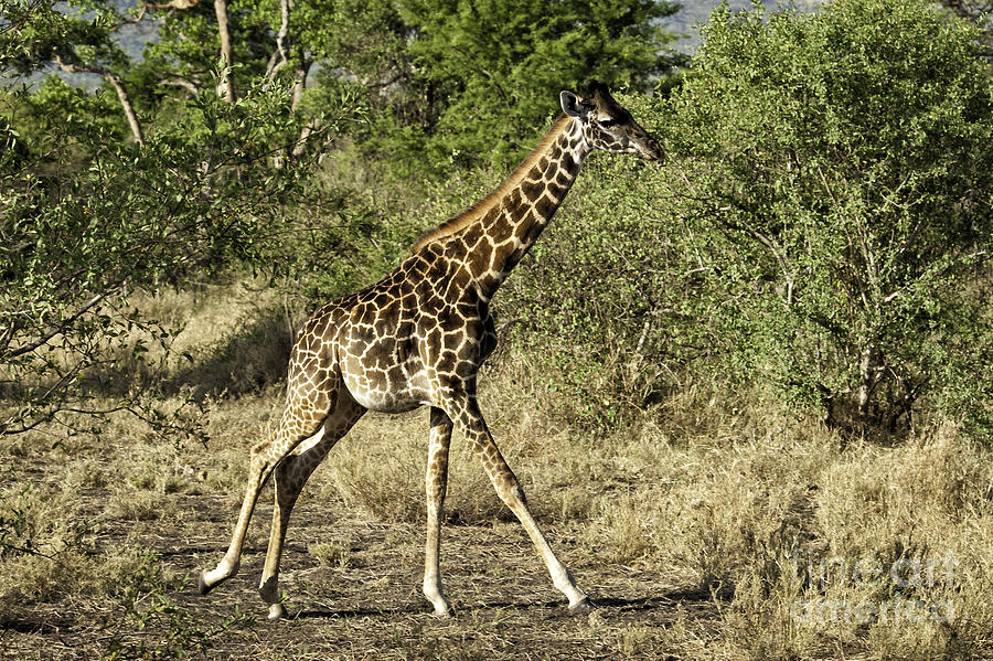 Giraffe On the Run Photograph by Timothy Hacker