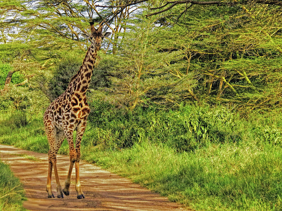 Giraffe on the trail Photograph by A H Kuusela