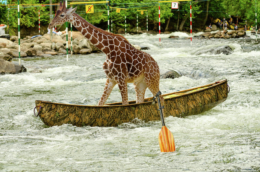 Giraffe paddling a whitewater canoe Photograph by Les Palenik