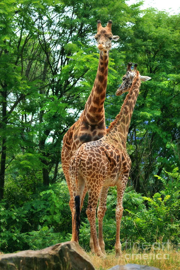 Giraffe Pair Photograph by Angela Rath