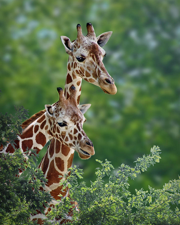 Giraffe Pair Photograph by Nikolyn McDonald