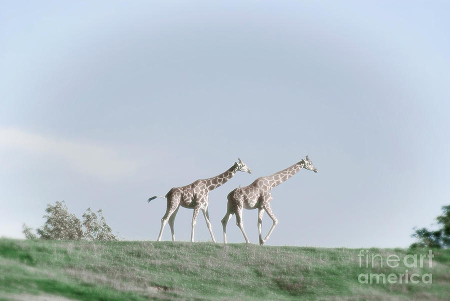 Giraffe Pair on Hill Photograph by Jim And Emily Bush