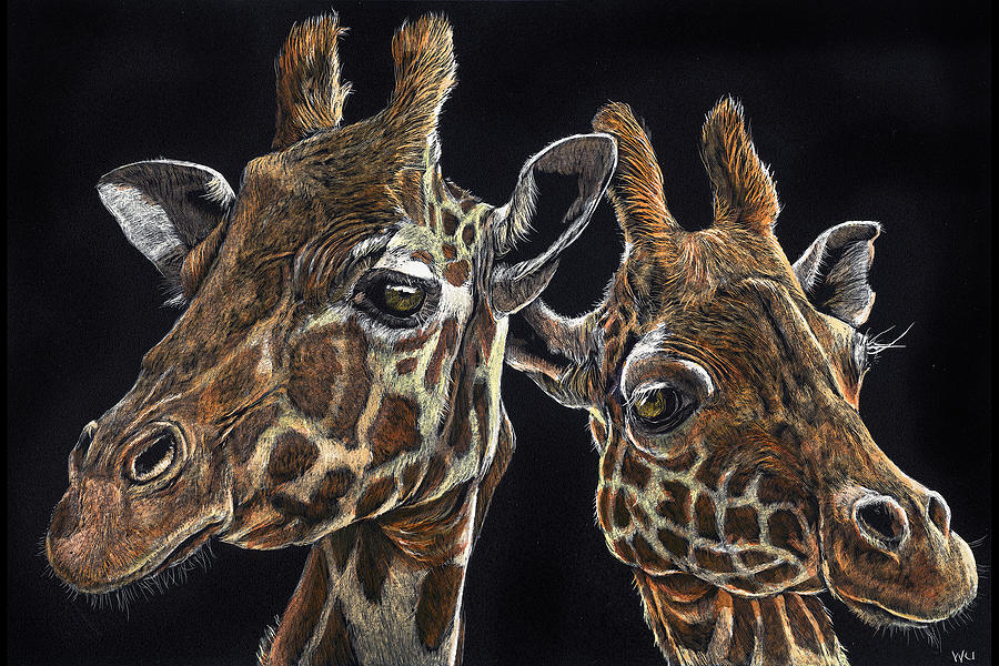 Giraffe Pair Drawing by William Underwood Giraffe Pair Drawing by William Underwood