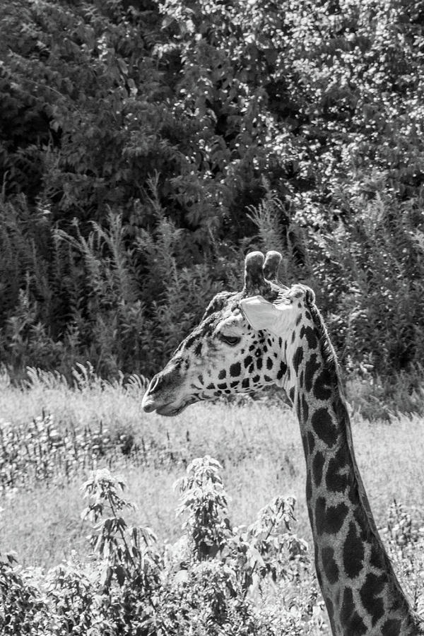 Giraffe Photograph by Pamela Williams