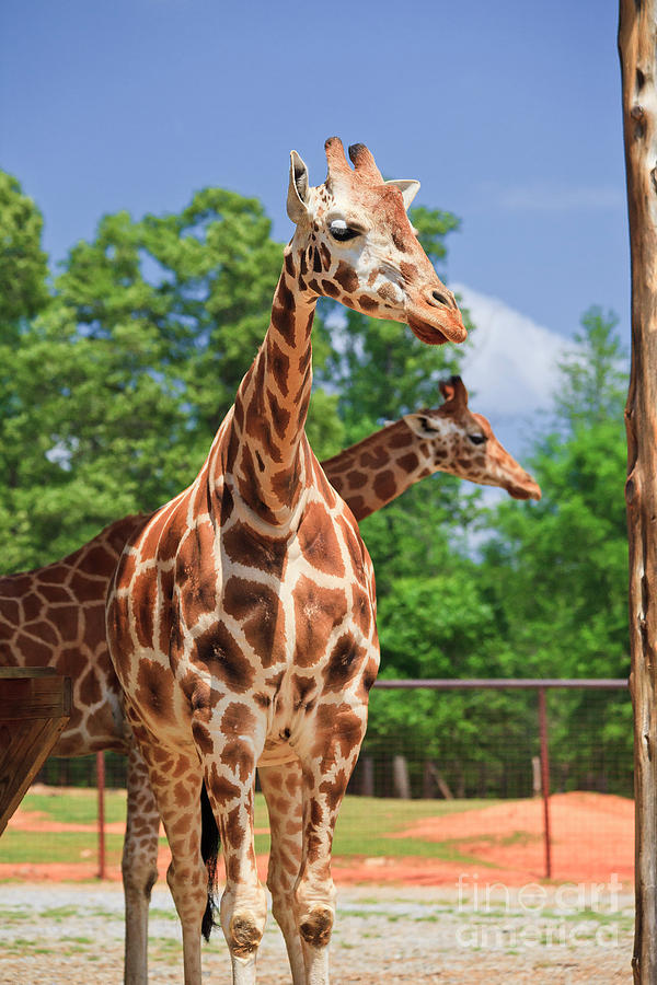 Giraffe Park Photograph by Jill Lang