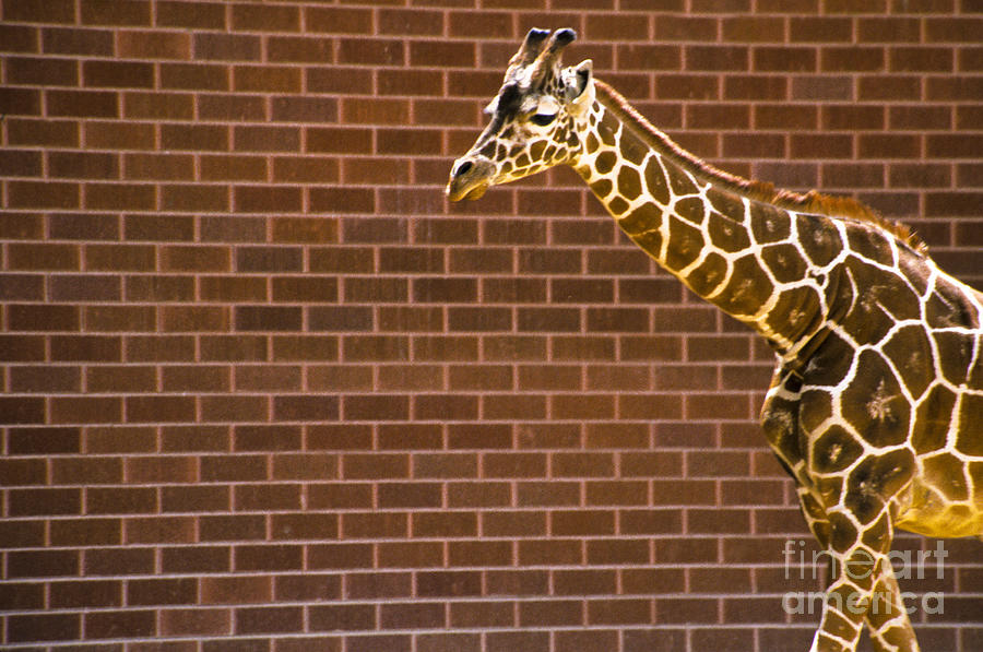 Giraffe Pattern/ Brick Pattern Photograph by Paulette Sinclair