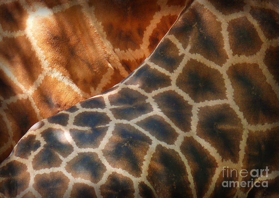 Giraffe Pattern Photograph by Jeanne  Woods