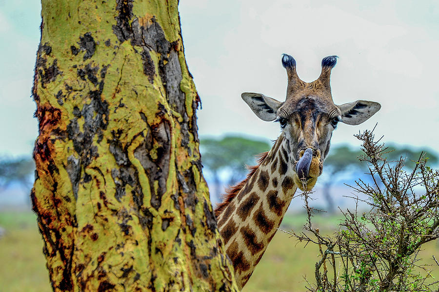 Giraffe Peeking around Tree Photograph by Marilyn Burton