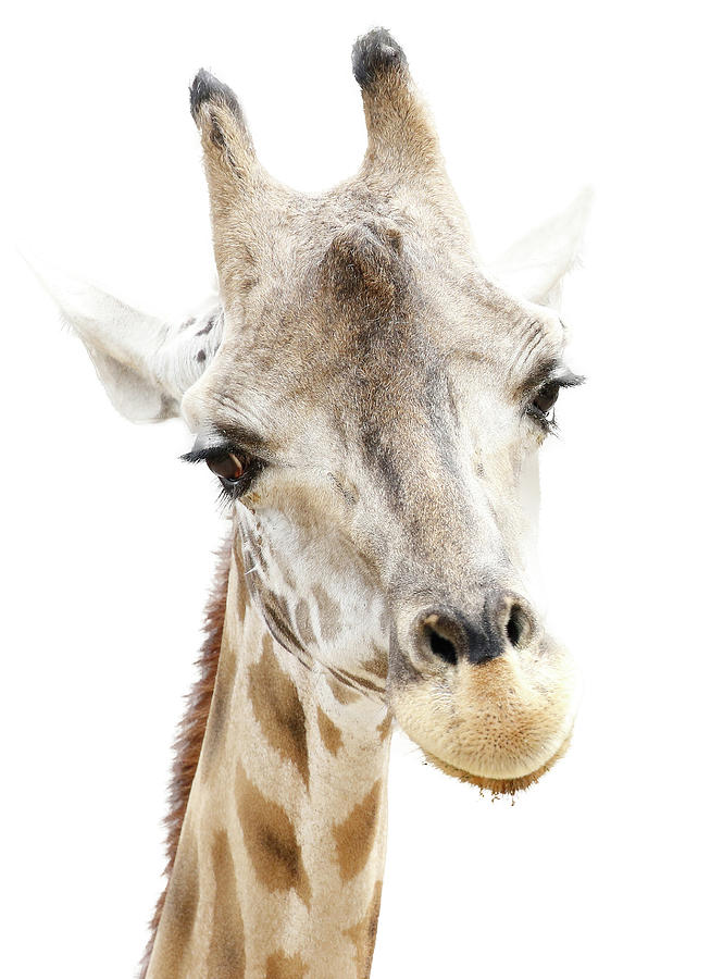 Giraffe Portrait Photograph by Athena Mckinzie
