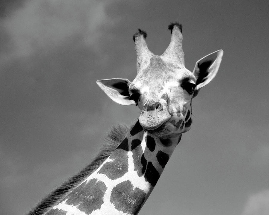 Giraffe Portrait Black and White Photograph by Angela Murdock
