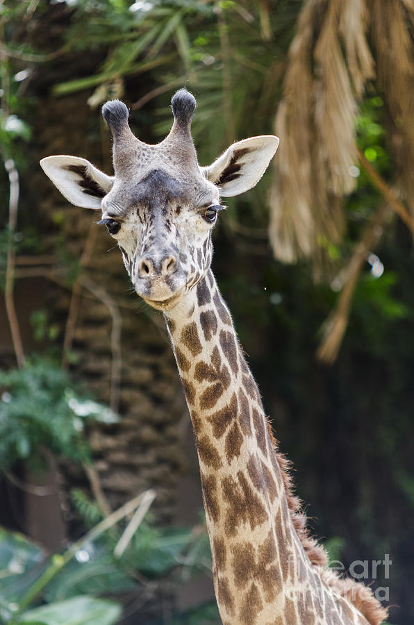 Giraffe Portrait Photograph by Eddie Yerkish