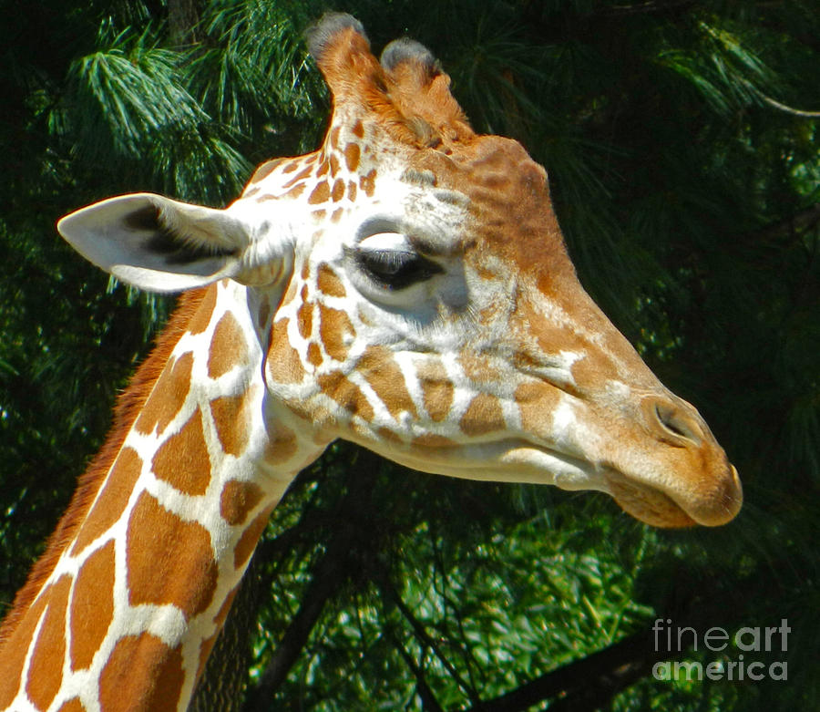 Giraffe Photograph - Giraffe Portrait by Emmy Vickers