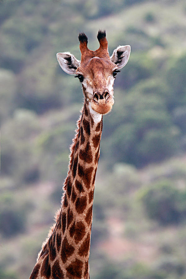 giraffe photography