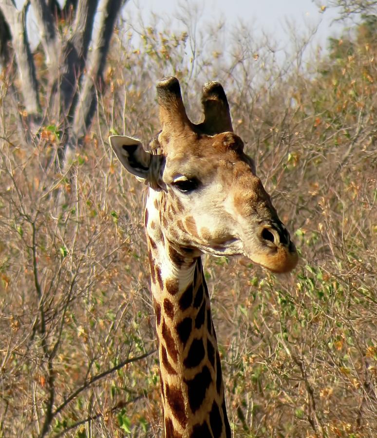 Giraffe Portrait Photograph by Jennifer Wheatley Wolf