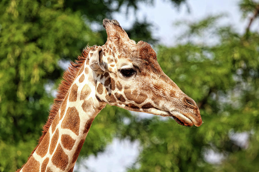 Giraffe Portrait Photograph by Judy Vincent