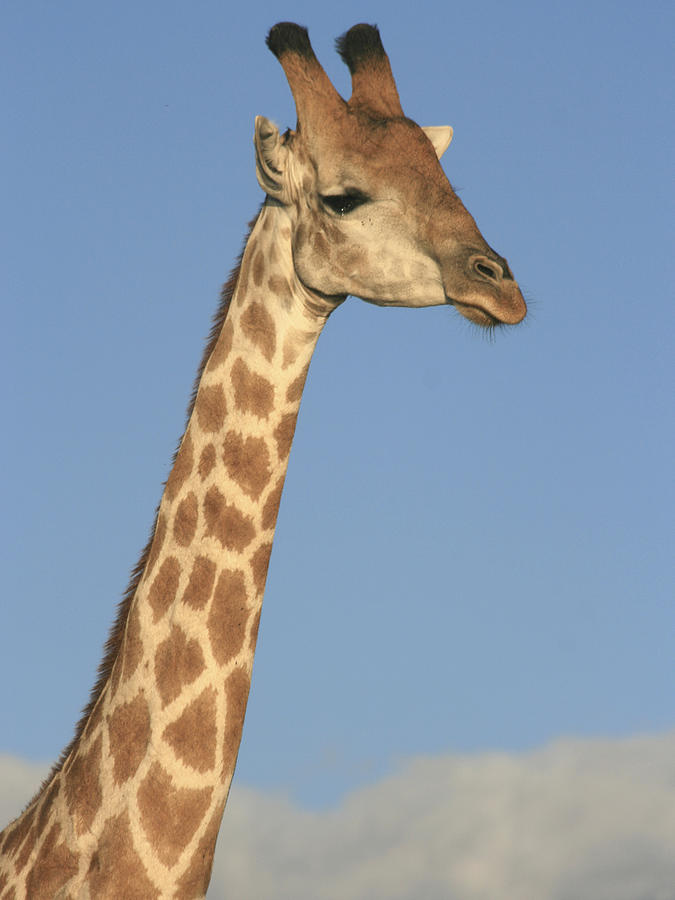 Giraffe Portrait Photograph by Karen Zuk Rosenblatt
