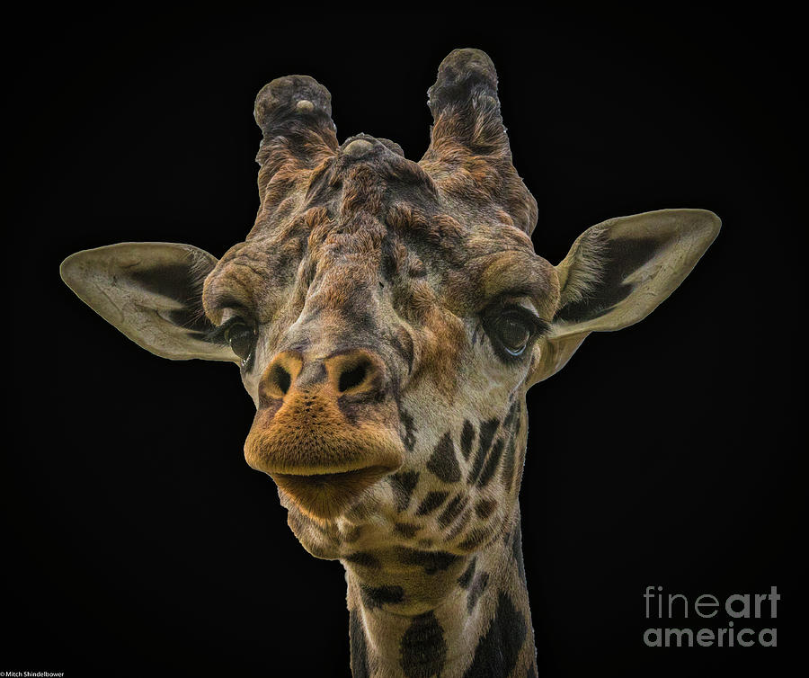 Giraffe Portrait Photograph by Mitch Shindelbower