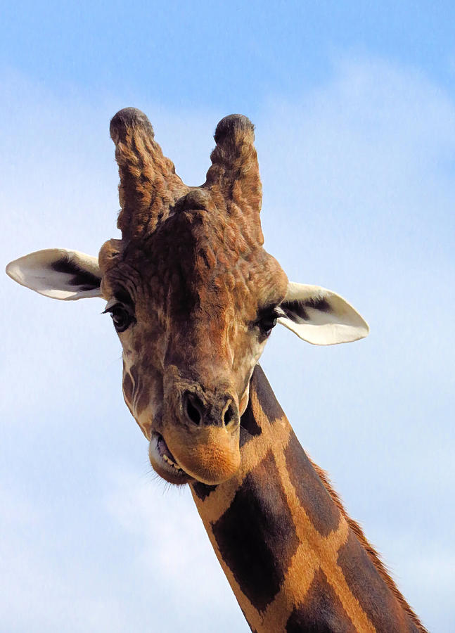 Animal Photograph - Giraffe Portrait by Rosalie Scanlon