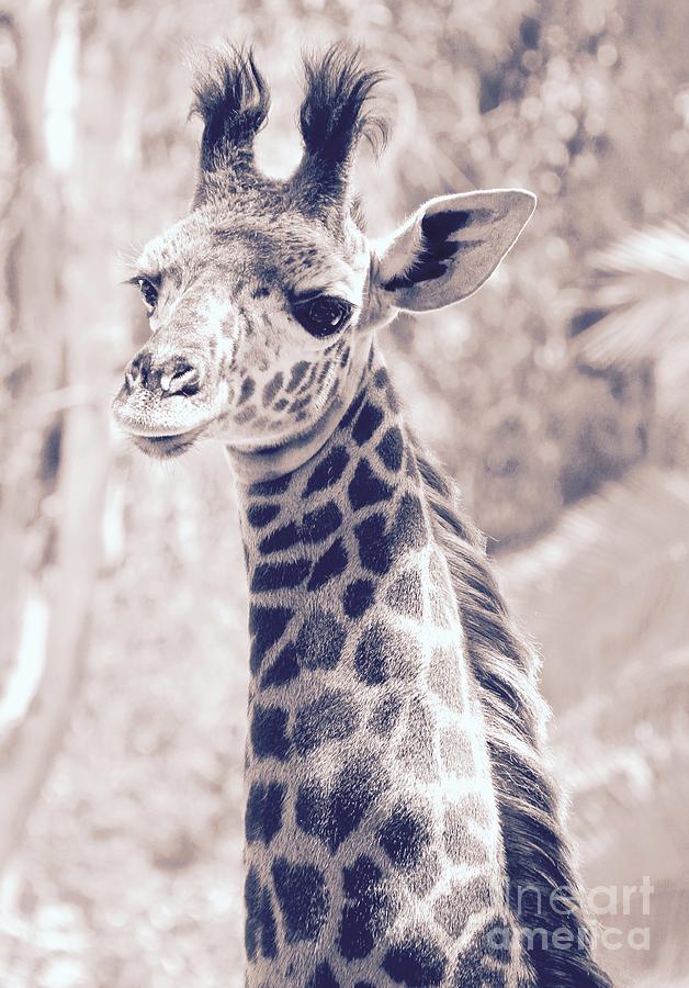 Giraffe Portrait Photograph by Suzanne Oesterling