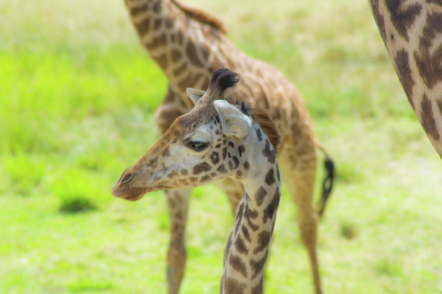 Giraffe Posing Photograph by Shannon Harrington