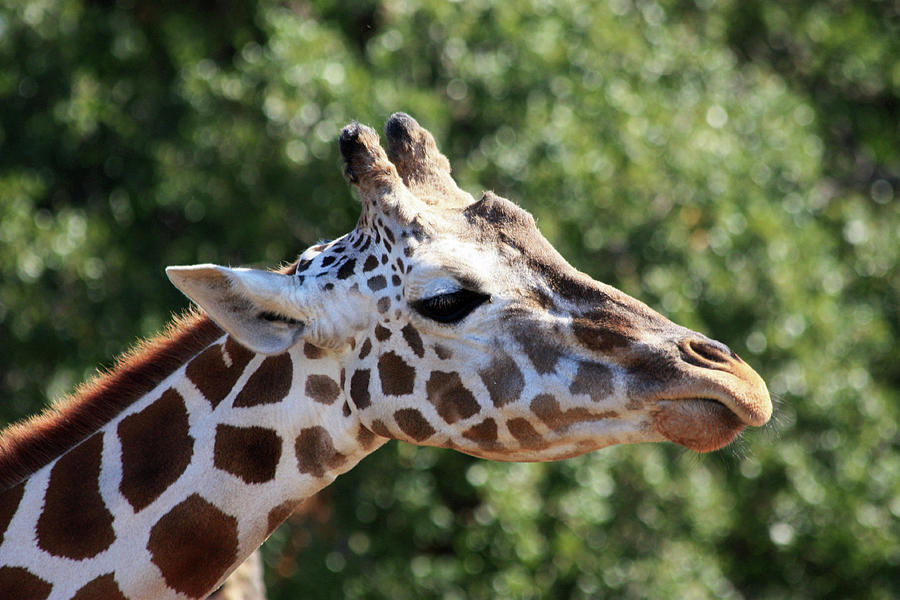 Giraffe Profile 2 Photograph by Sheila Brown