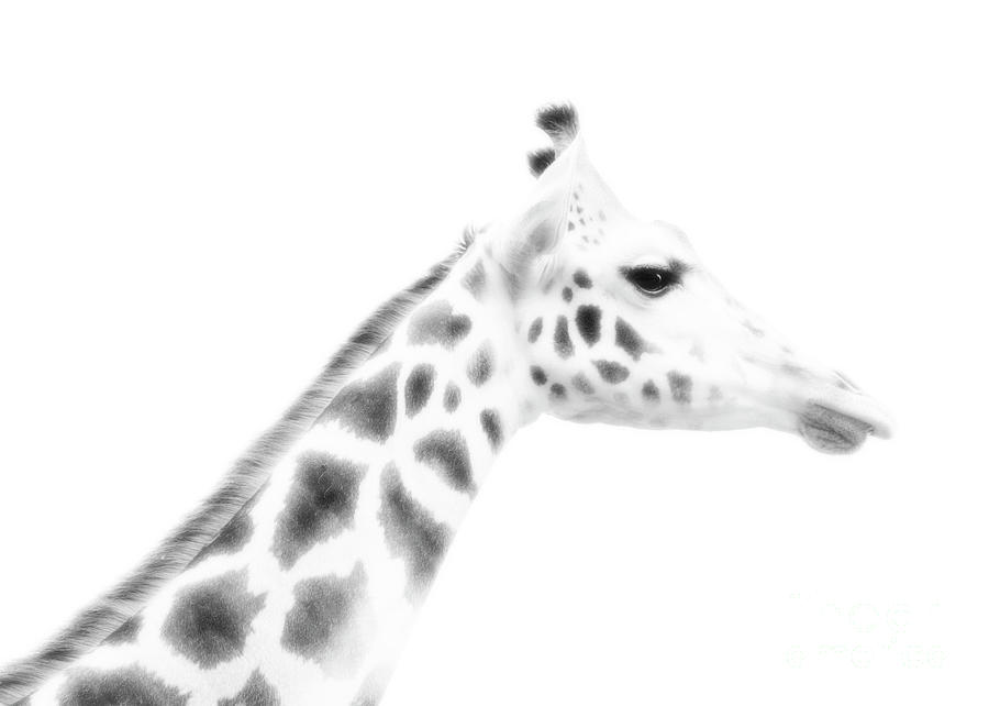 Giraffe Profile Photograph by Hal Halli