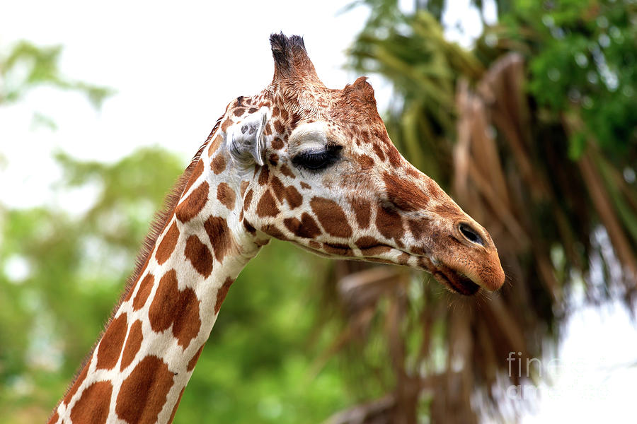 Wildlife Photograph - Giraffe Profile Miami by John Rizzuto