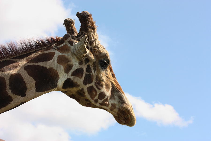 Giraffe Profile Photograph by Sheila Brown