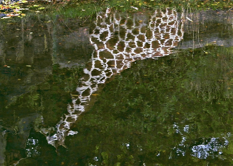 Giraffe Reflection Photograph by John Christopher