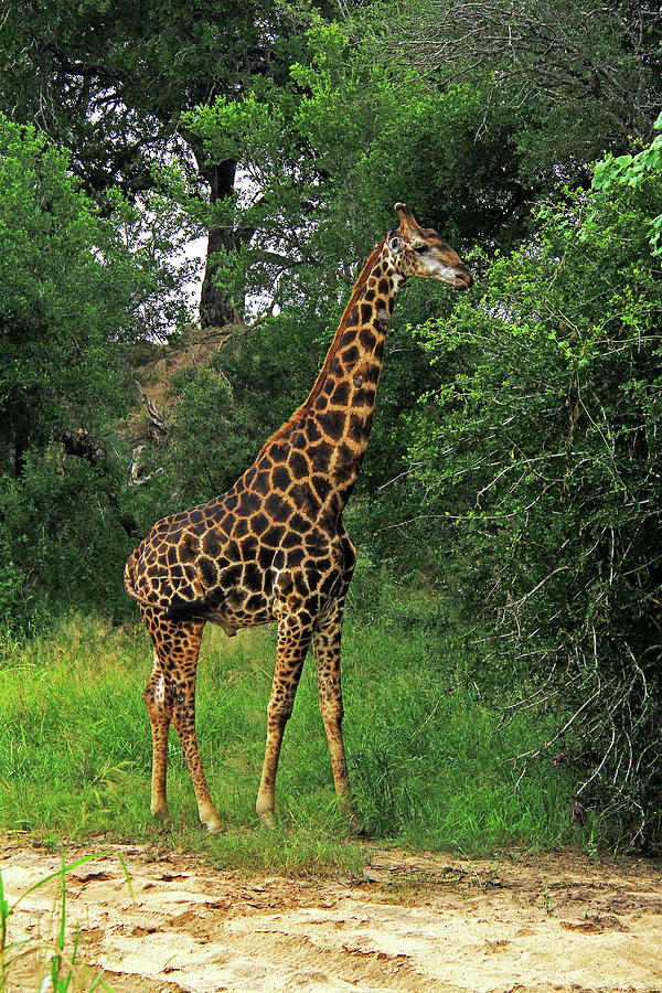 Giraffe Photograph by Richard Krebs