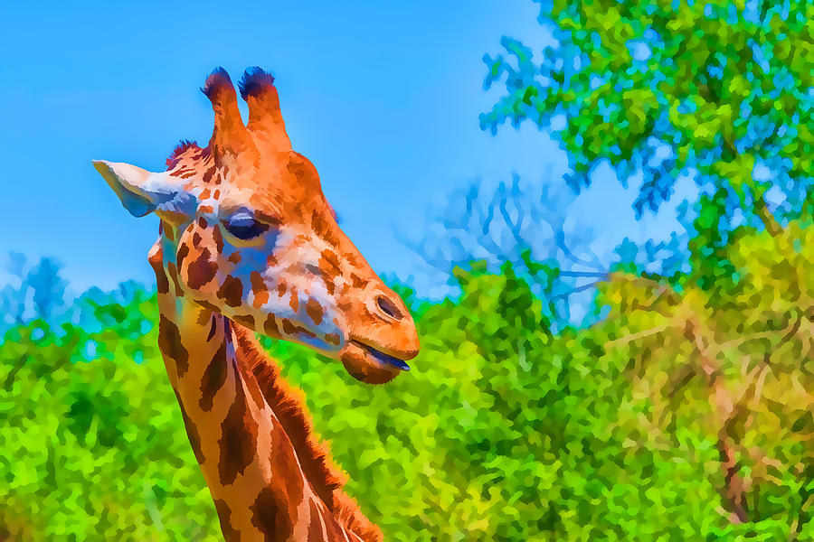 Giraffe Photograph by Bert Peake