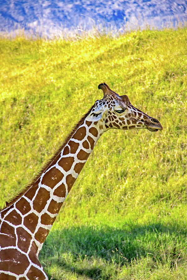 Giraffe Photograph by Roslyn Wilkins