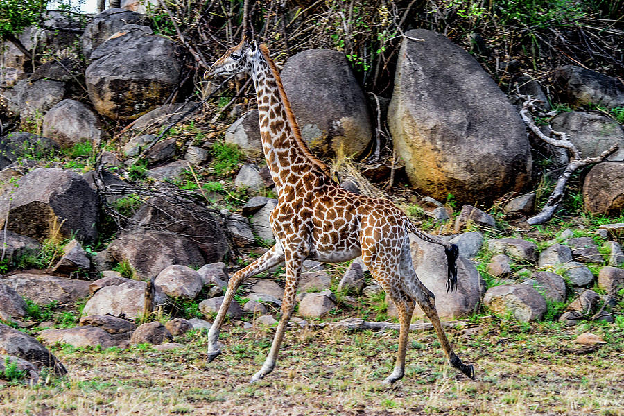 Giraffe Running on the Serengeti Photograph by Marilyn Burton