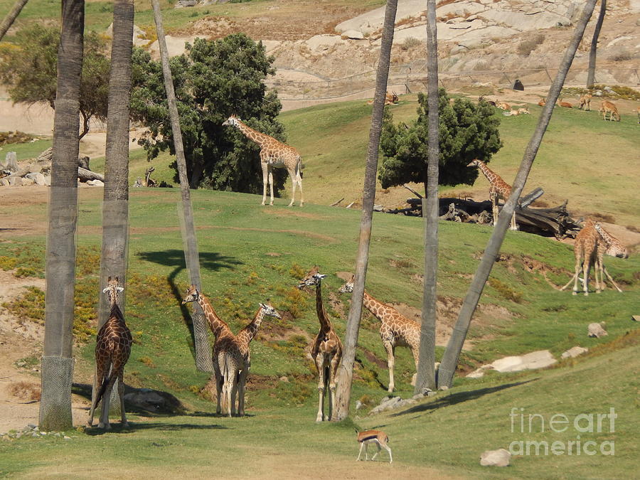 Giraffe Safari Photograph by Chris Tarpening